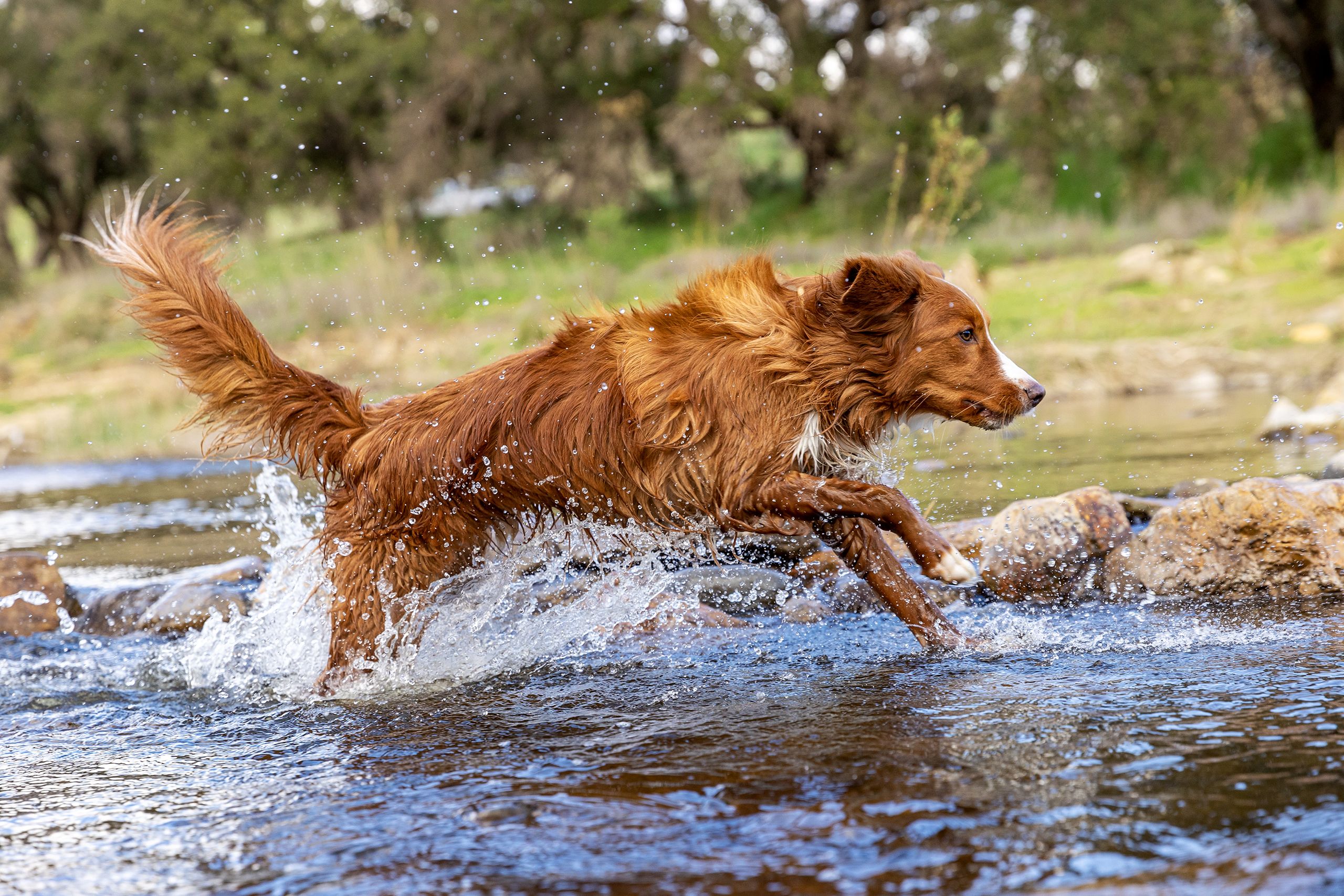 Dog Leaping in the Creek