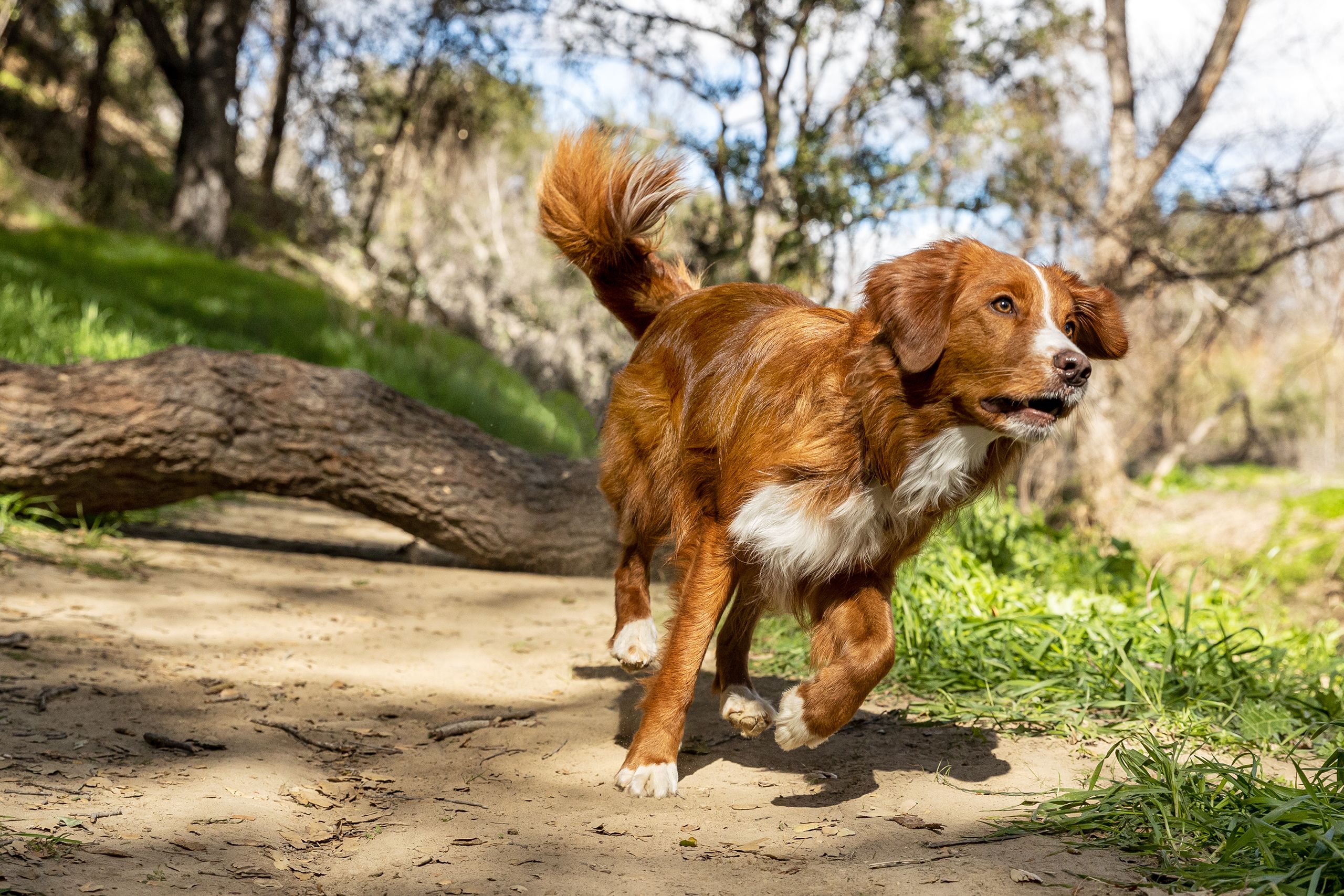 Dog on Outdoor Trail