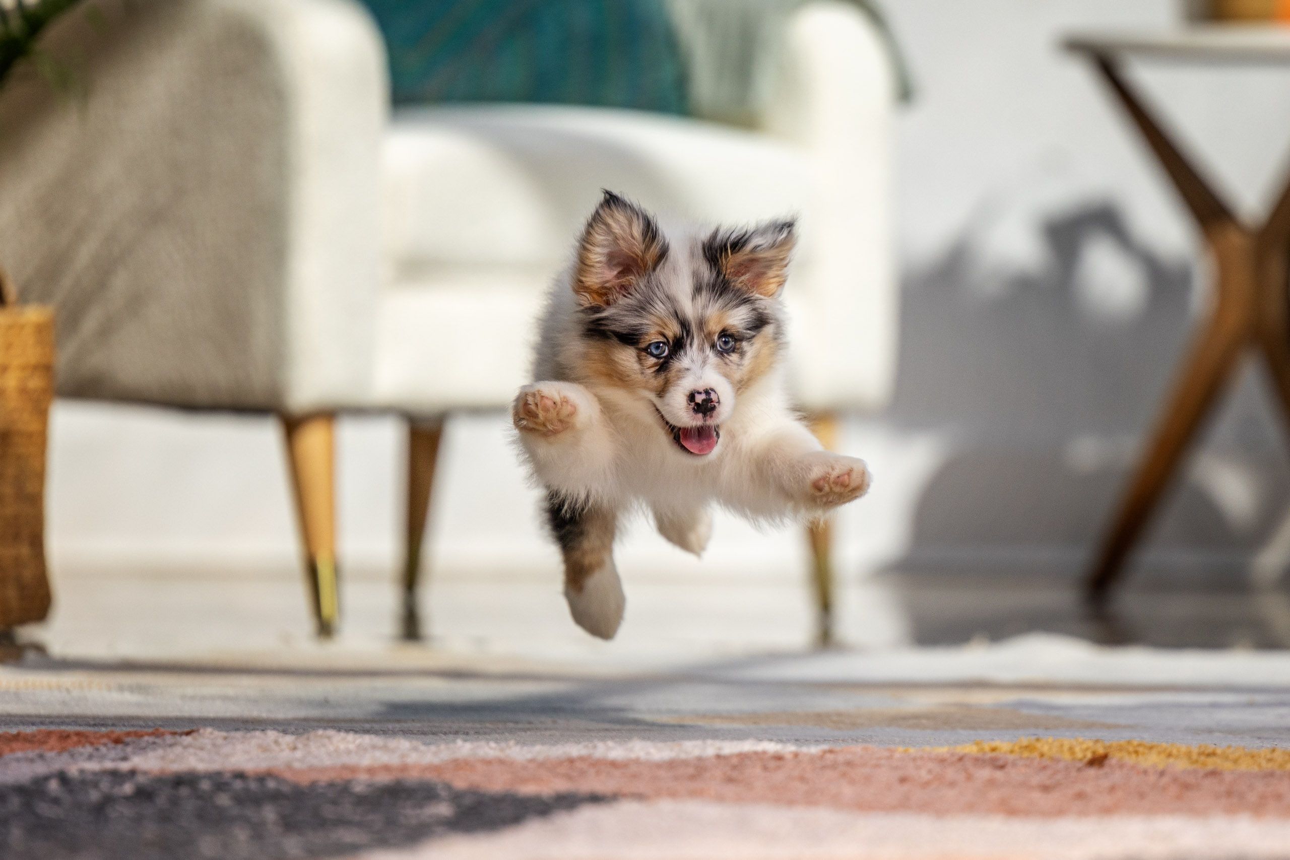 Aussie Puppy Playing