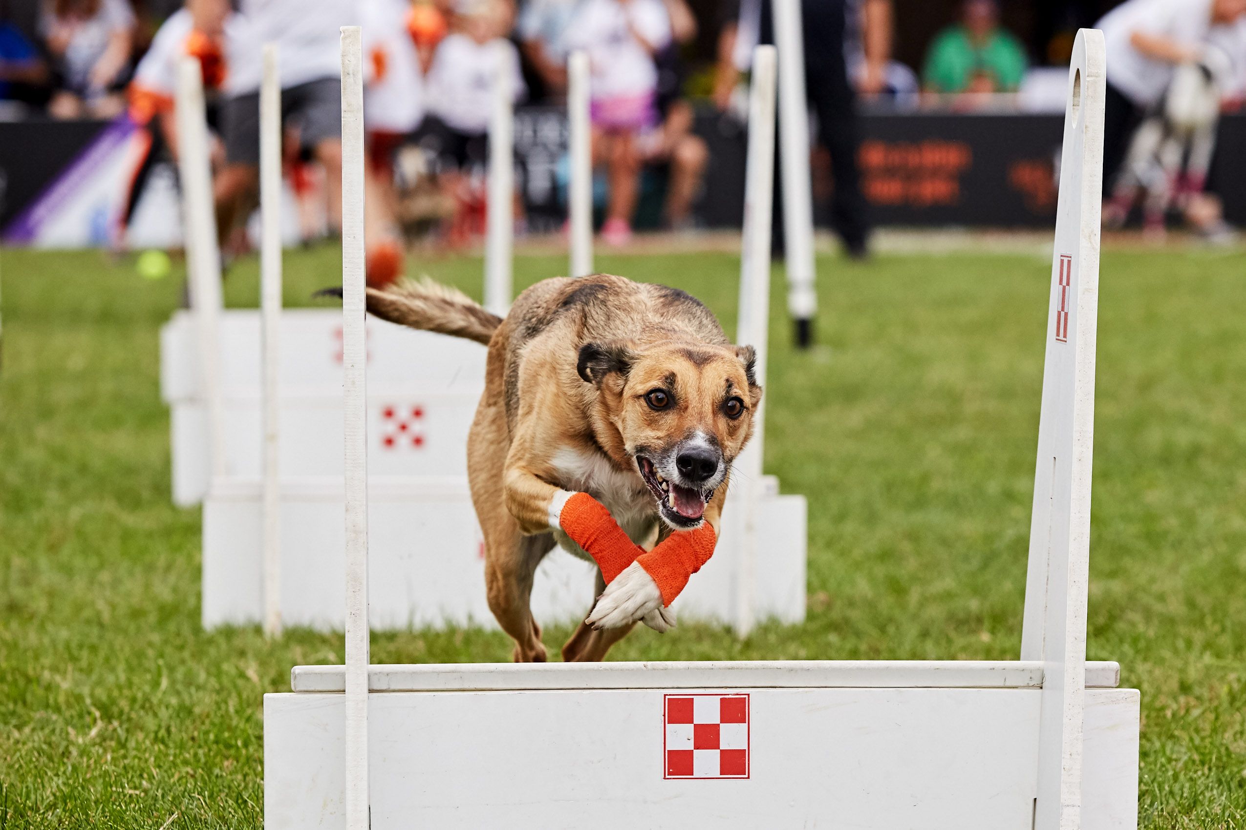 Dog Jumping in a Competition