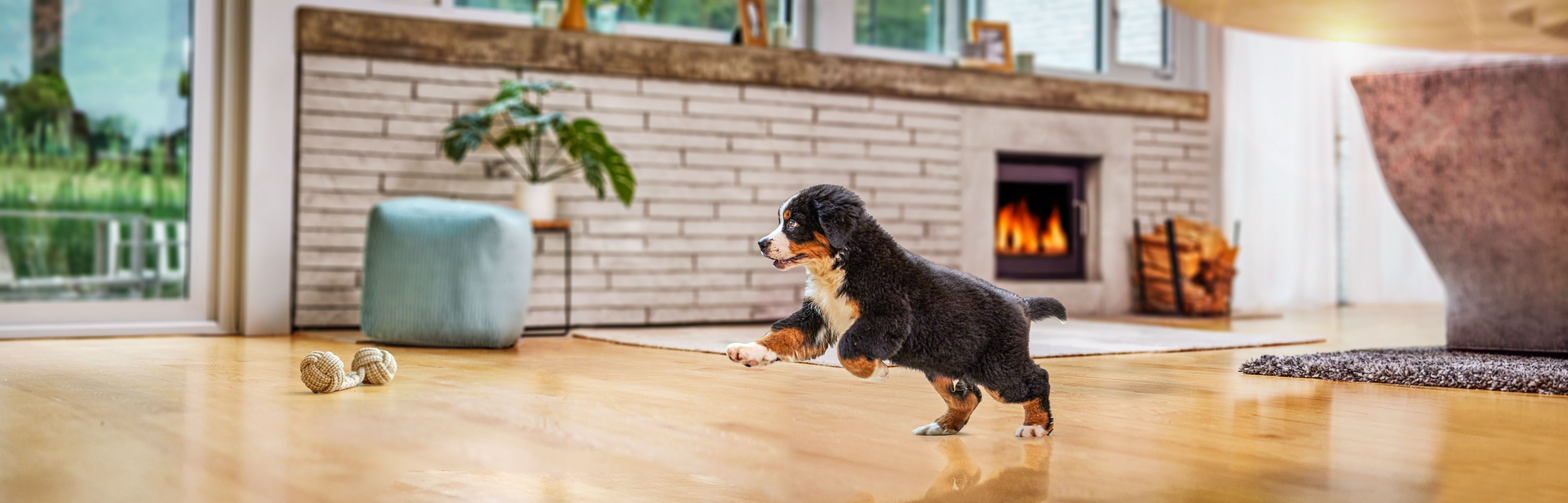 Bernese Puppy Playing