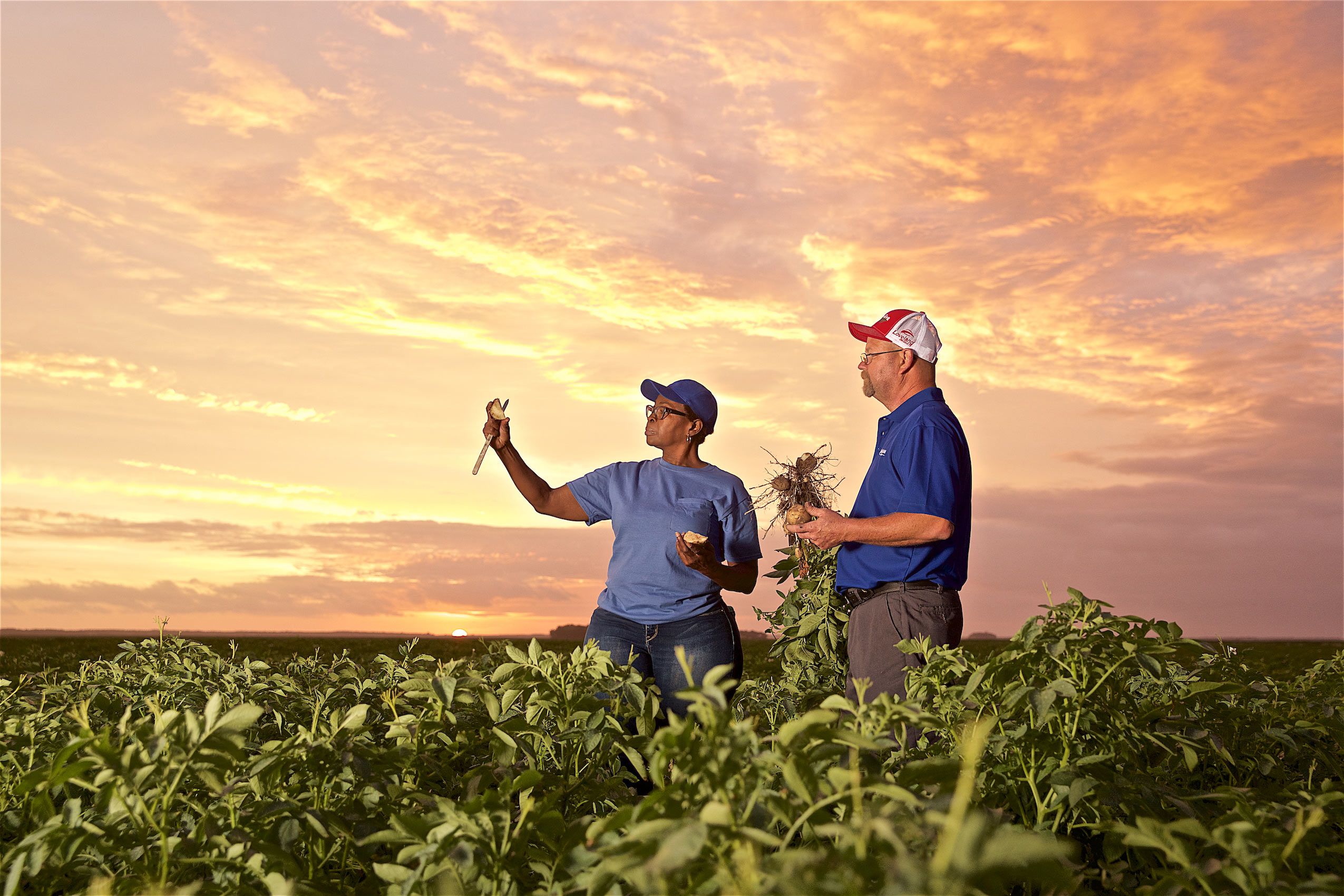 Farmers at Sunset