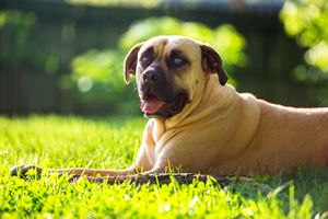 A portrait of a Mastiff mix puppy outside sitting in the grass, back lit by late afternoon sun. Mastiff in the Sun