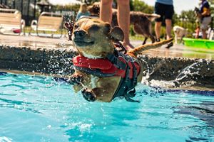 A small dog races toward the camera and jumps into a pool to fetch a stick while wearing a life preserver, as other dogs look on. Dog Jumping into the Pool