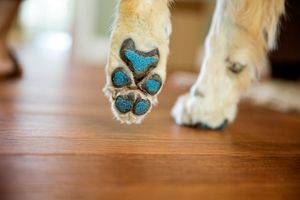 A dog with PawFriction anti slip applied to it's paw. Senior and disabled dogs may lose traction and the ability to navigate smooth surfaces like they used to. PawFriction Paw