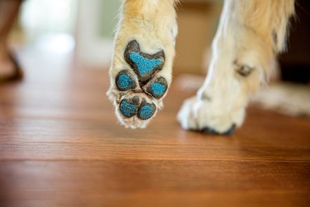 A dog with PawFriction anti slip applied to it's paw. Senior and disabled dogs may lose traction and the ability to navigate smooth surfaces like they used to. PawFriction Paw