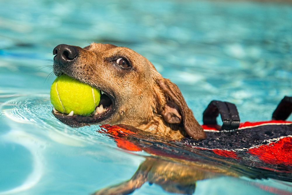 A small mix breed dog fetching a tennis ball swims in a pool. He's very proud, and very protective of his tennis ball. Dog Going Me the Eyeball
