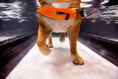 A the feet of a dog water exercising for therapeutic reasons with a life preserver on . Water Exercise