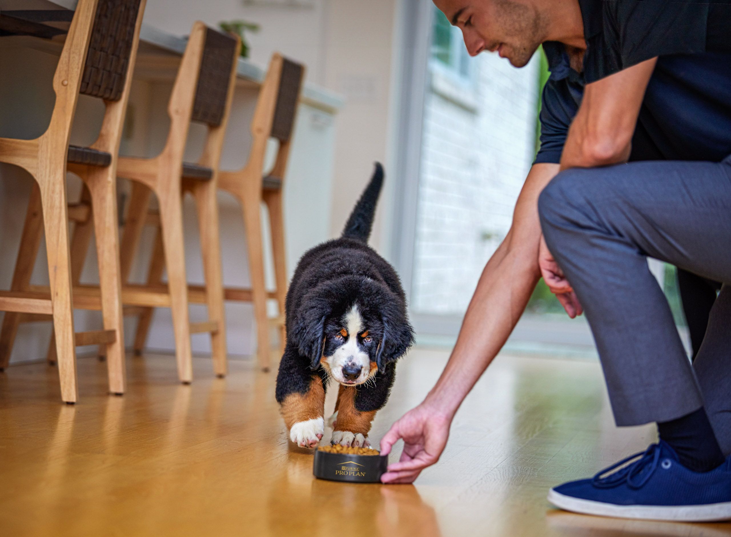 Bernese Puppy Eating