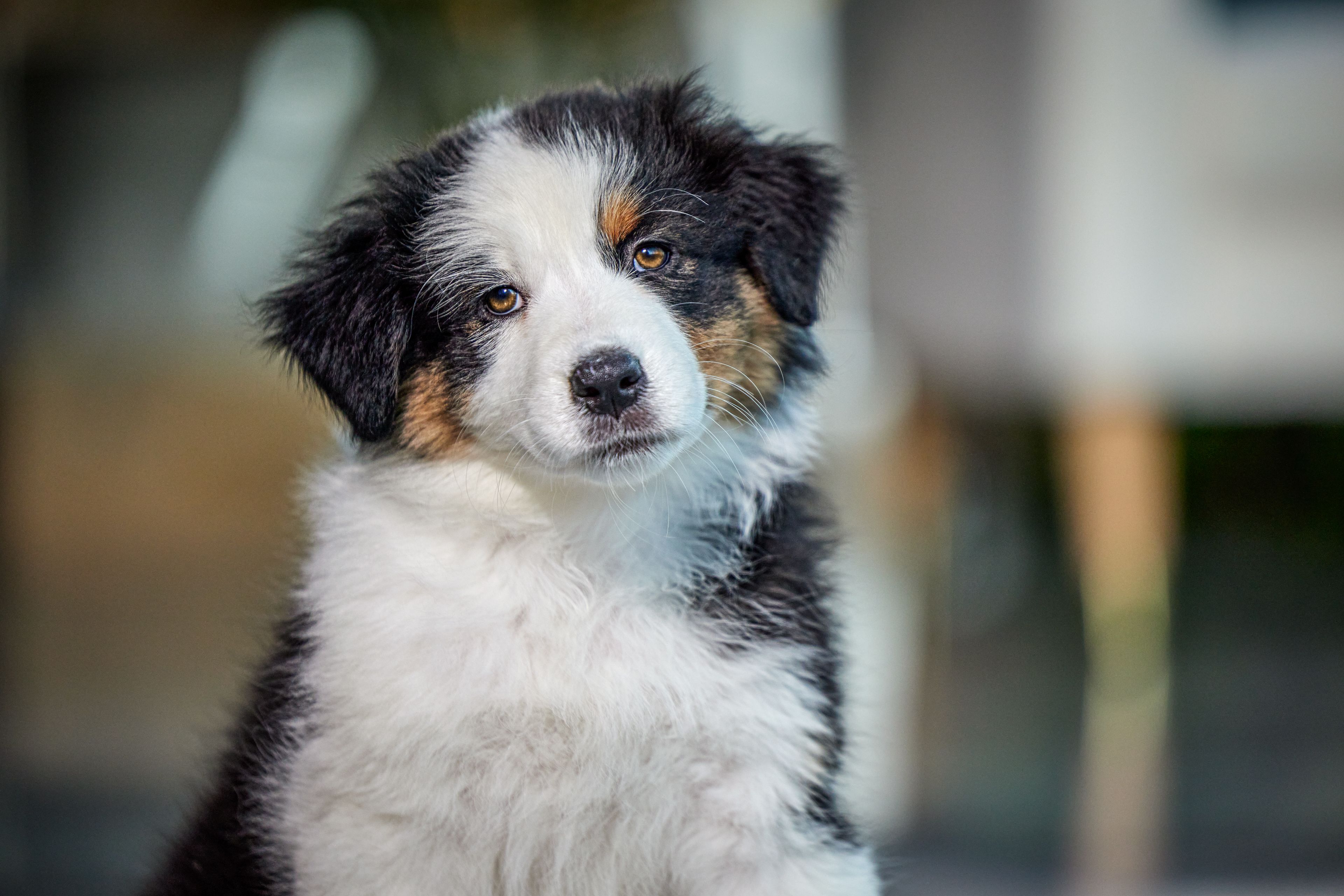 Australian Shepherd Puppy