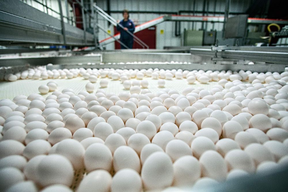 Side view photo of hundreds of eggs on a conveyor, sorting machine using technology, in an industrial environment. For the United Egg Producers for advertising, branding and collateral. Environmental portrait, and we are a industrial photographer, on location photographer & location commercial photographer. Eggs On Sorting Technology