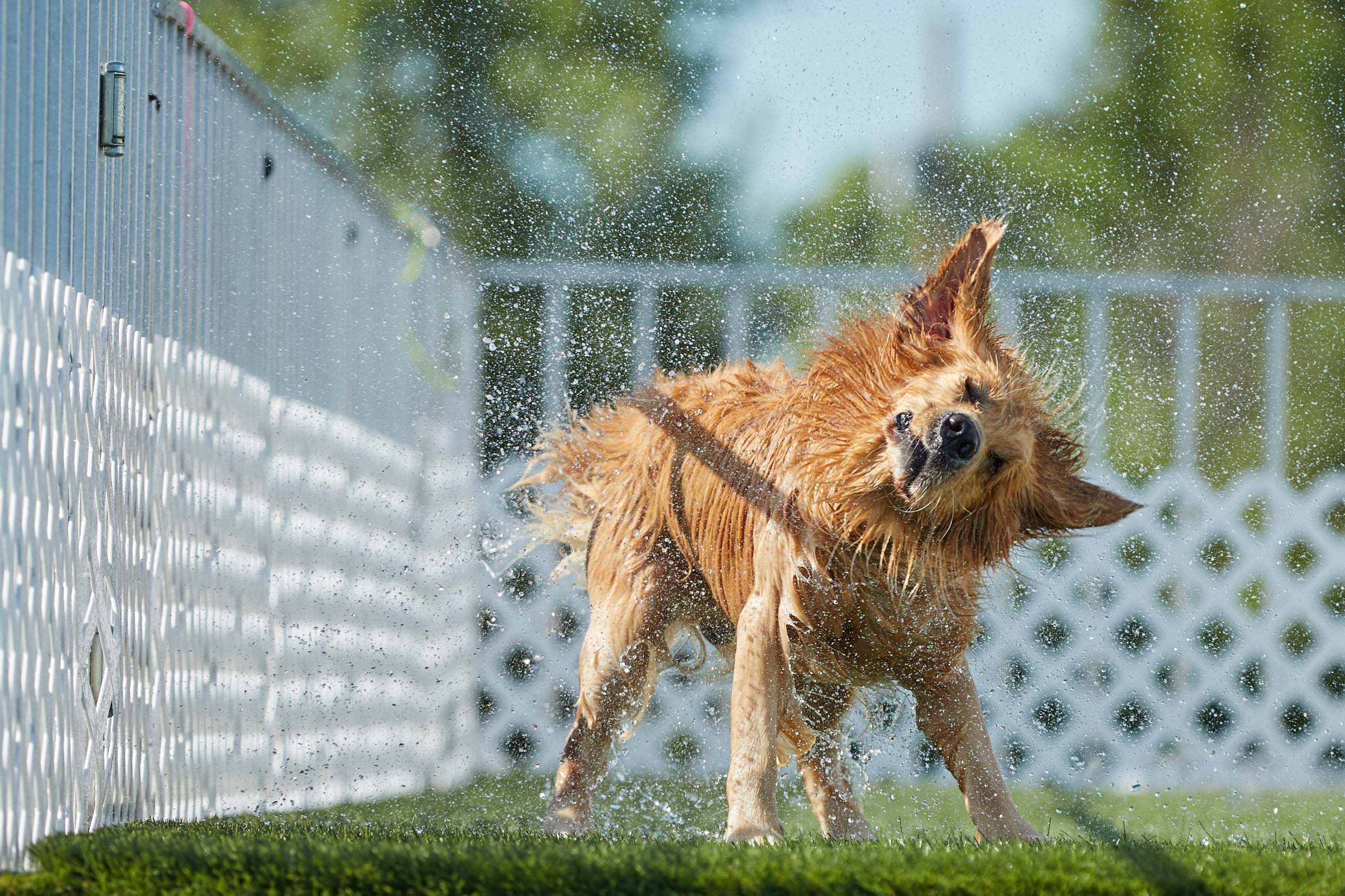 Dog Shakes Water Off