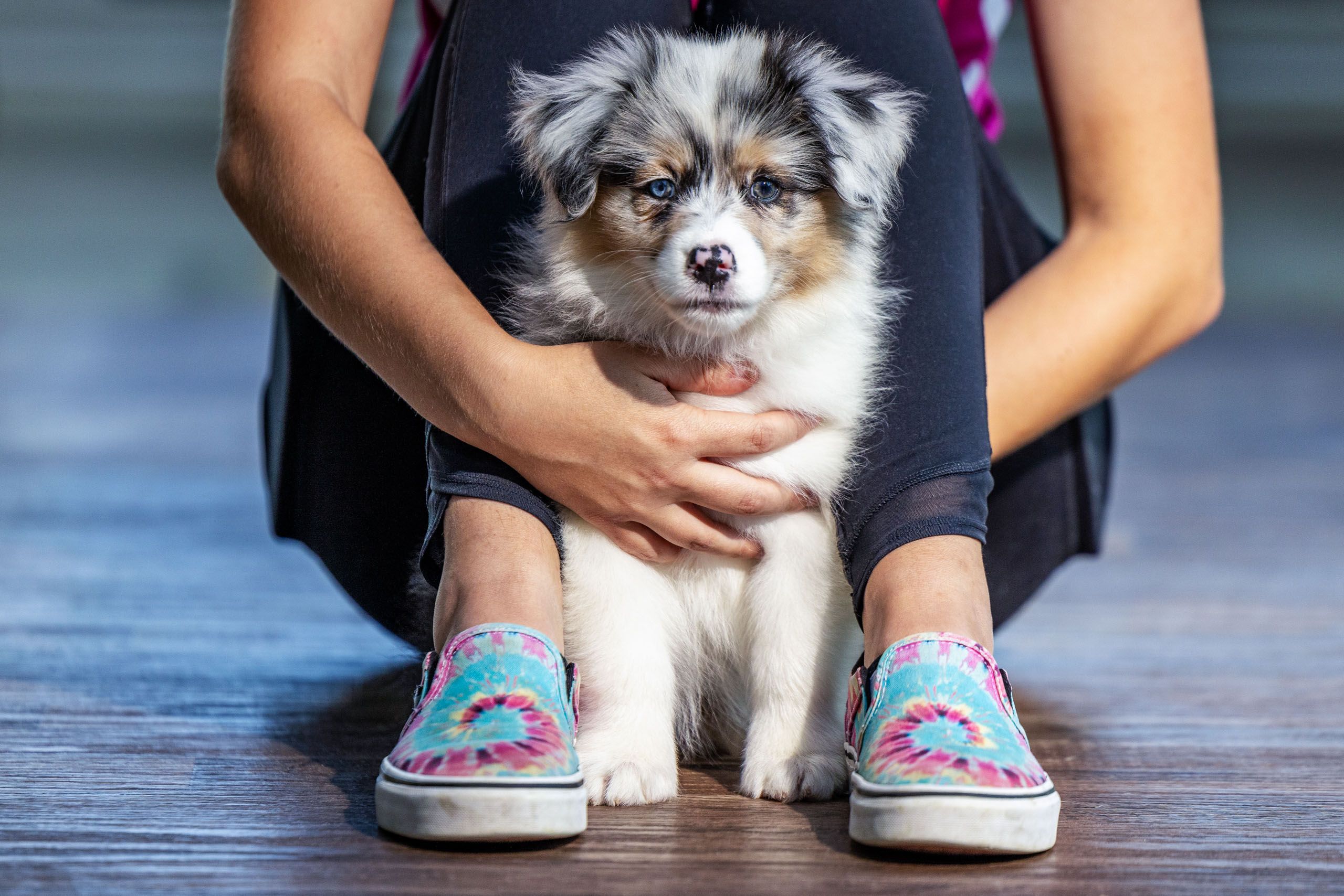 Aussie Puppy and Owner