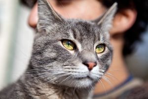 A volunteer at a animal shelter with a cat that is up for adoption. Purina Cat Chow helped sponsor the event. Cat