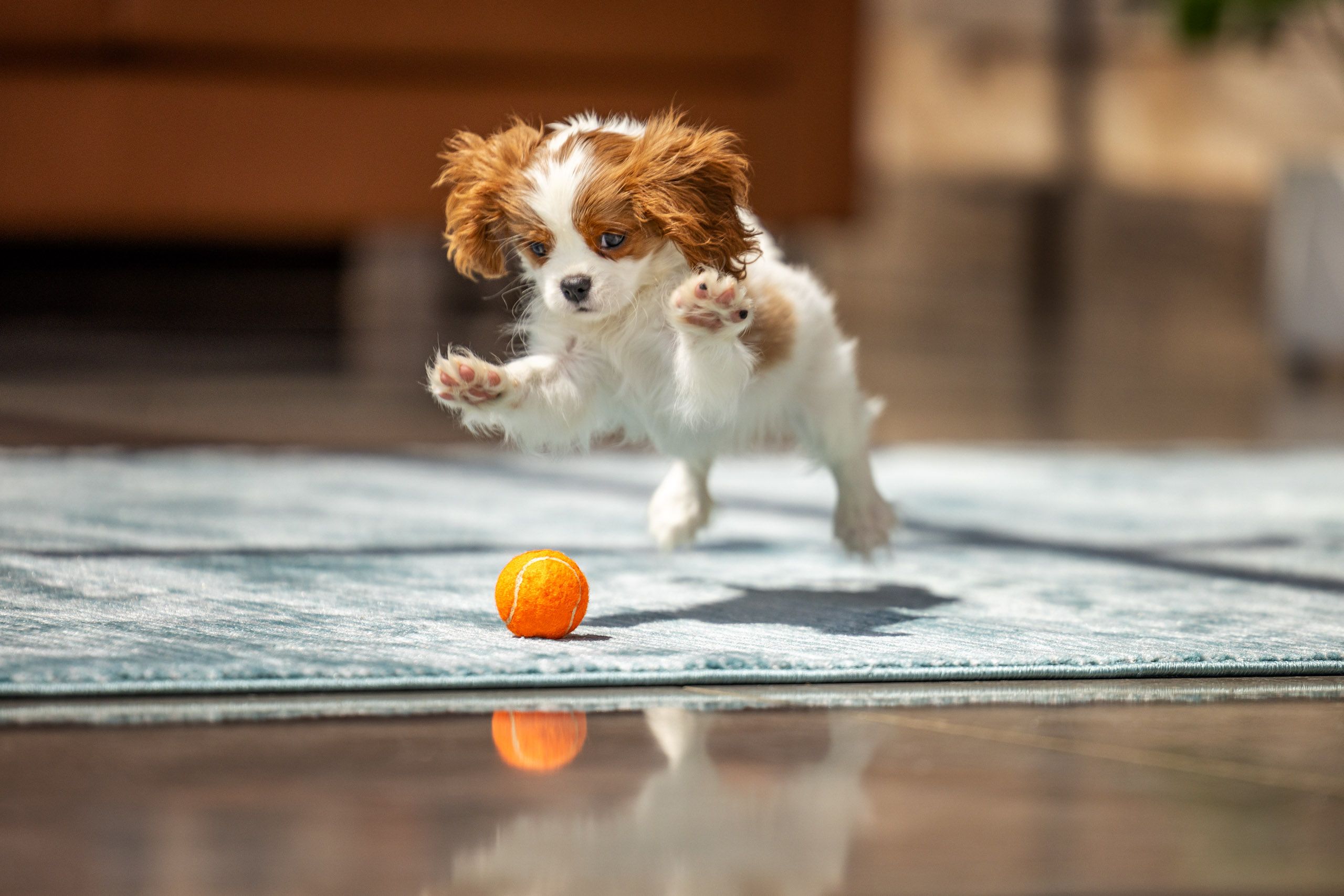 Cocker Spaniel Puppy