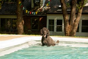 Pierre, a Standard Poodle cools off in the pool. These dogs love the water. Pierre in the Pool