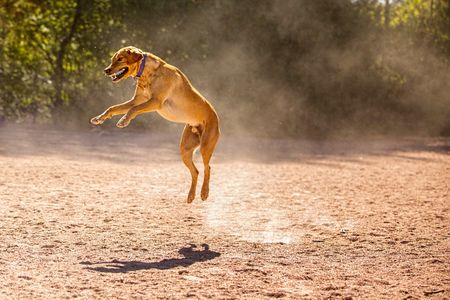 A dog in midair has just caught a ball in a dog park, in the bright sun. Dog in Air
