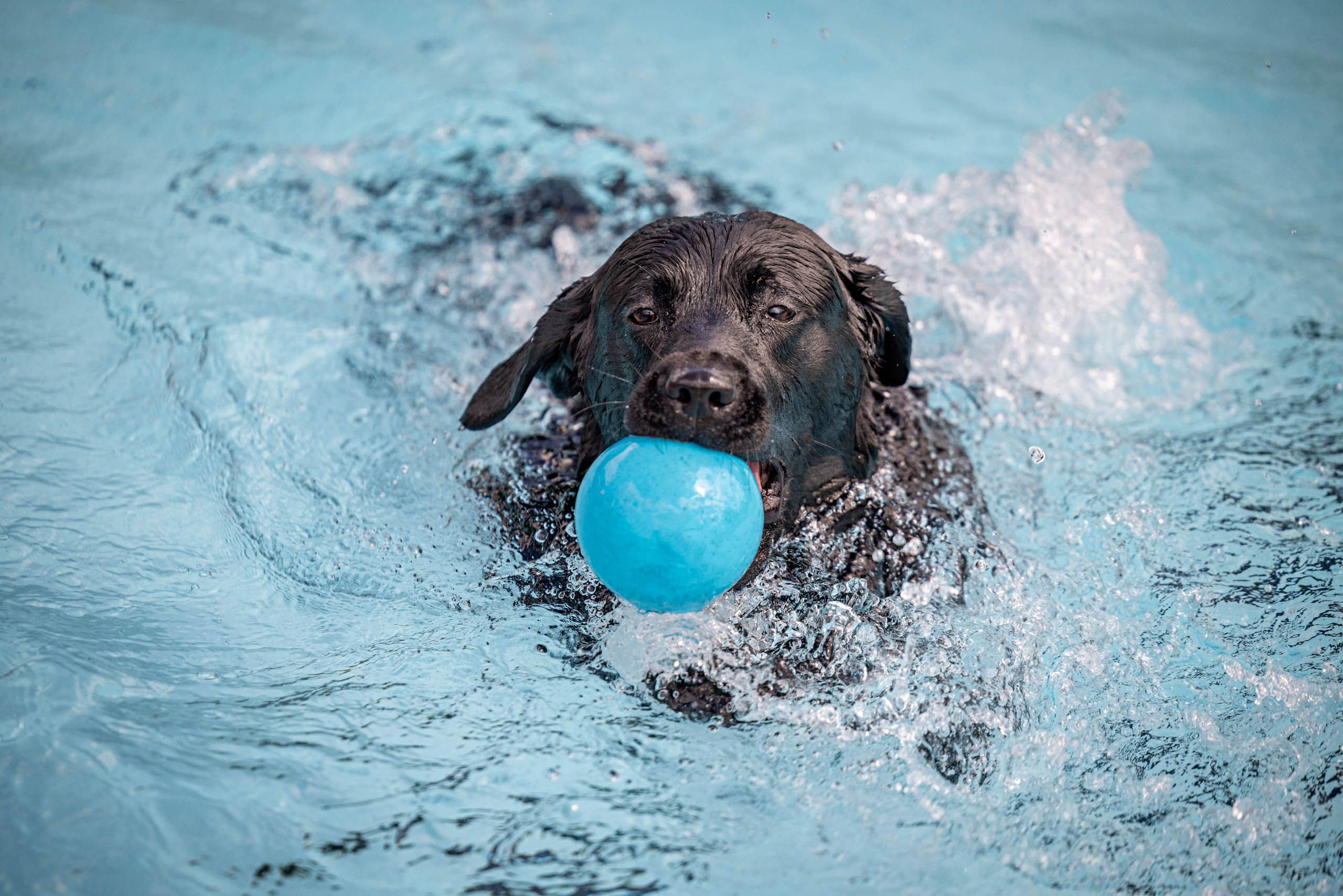 Dog Swims with Toy in Mouth