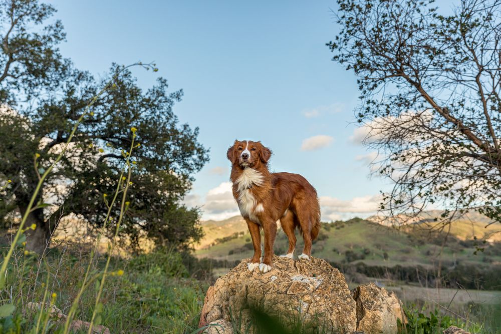 Dog Poses on Rock