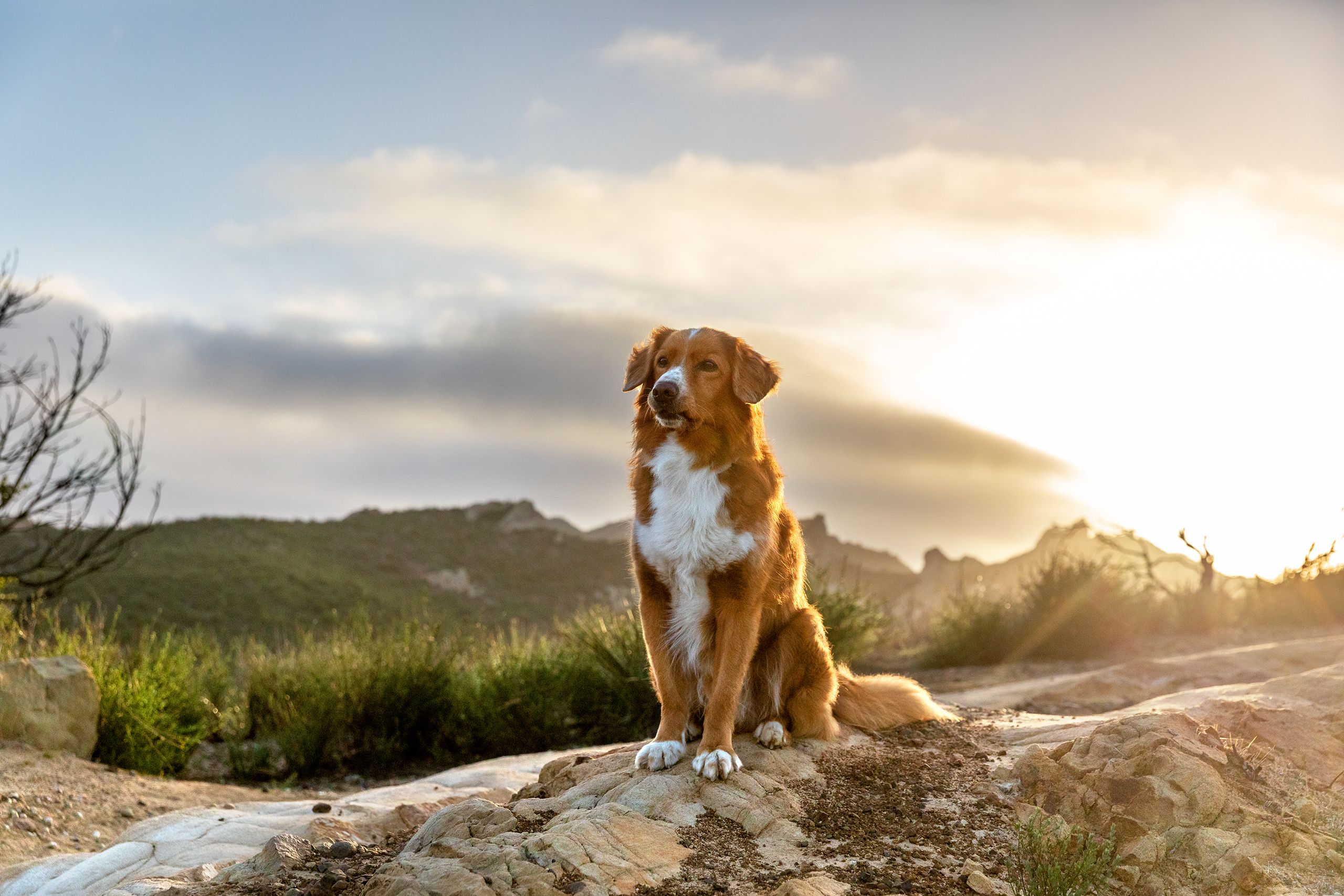 Dog Sitting on Mountain