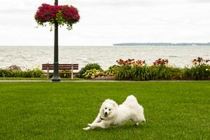A wide photo of a white fury dog running by Lake Michigan in the summer. Dog Running Near a Lake