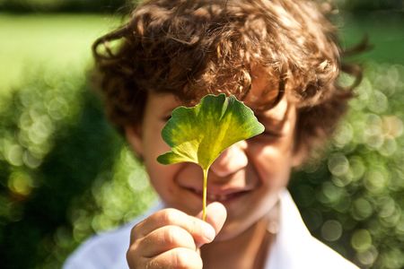 A young by holding a Ginko Tree leaf that he found, in front of his face in beautiful light. A young Boy Holding Aa Leaf