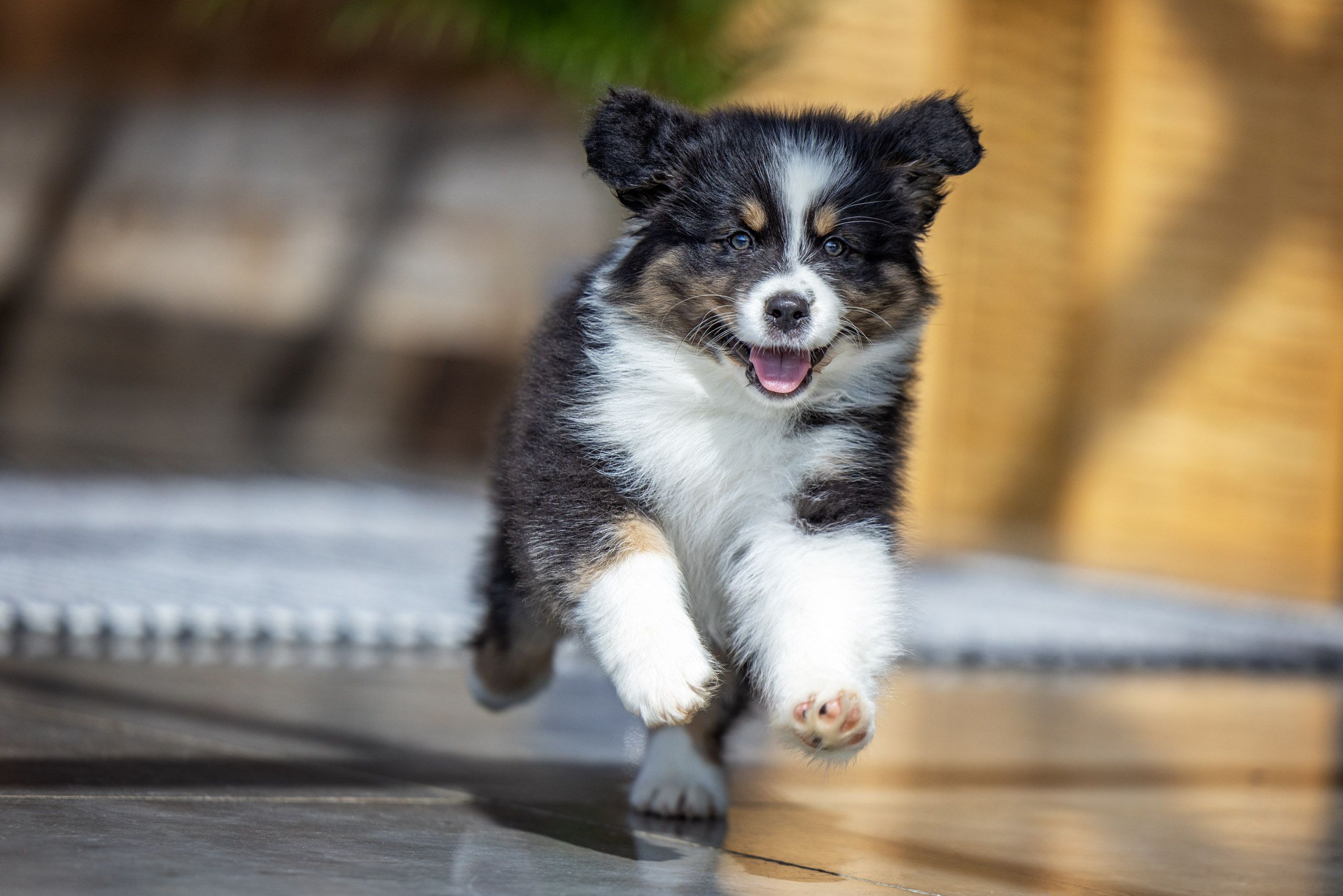 Puppy Running