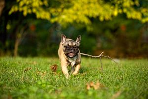 A Frenchie / French Bulldog is running at the camera excited that it has a stick. A French Bulldog with a Stick