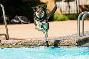 A water loving German Shepard runs and jumps perfectly into the pool on a hot summer day. He is fetching a stick thrown by his owner. German Shepard Jumping into the Pool