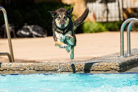 A water loving German Shepard runs and jumps perfectly into the pool on a hot summer day. He is fetching a stick thrown by his owner. German Shepard Jumping into the Pool