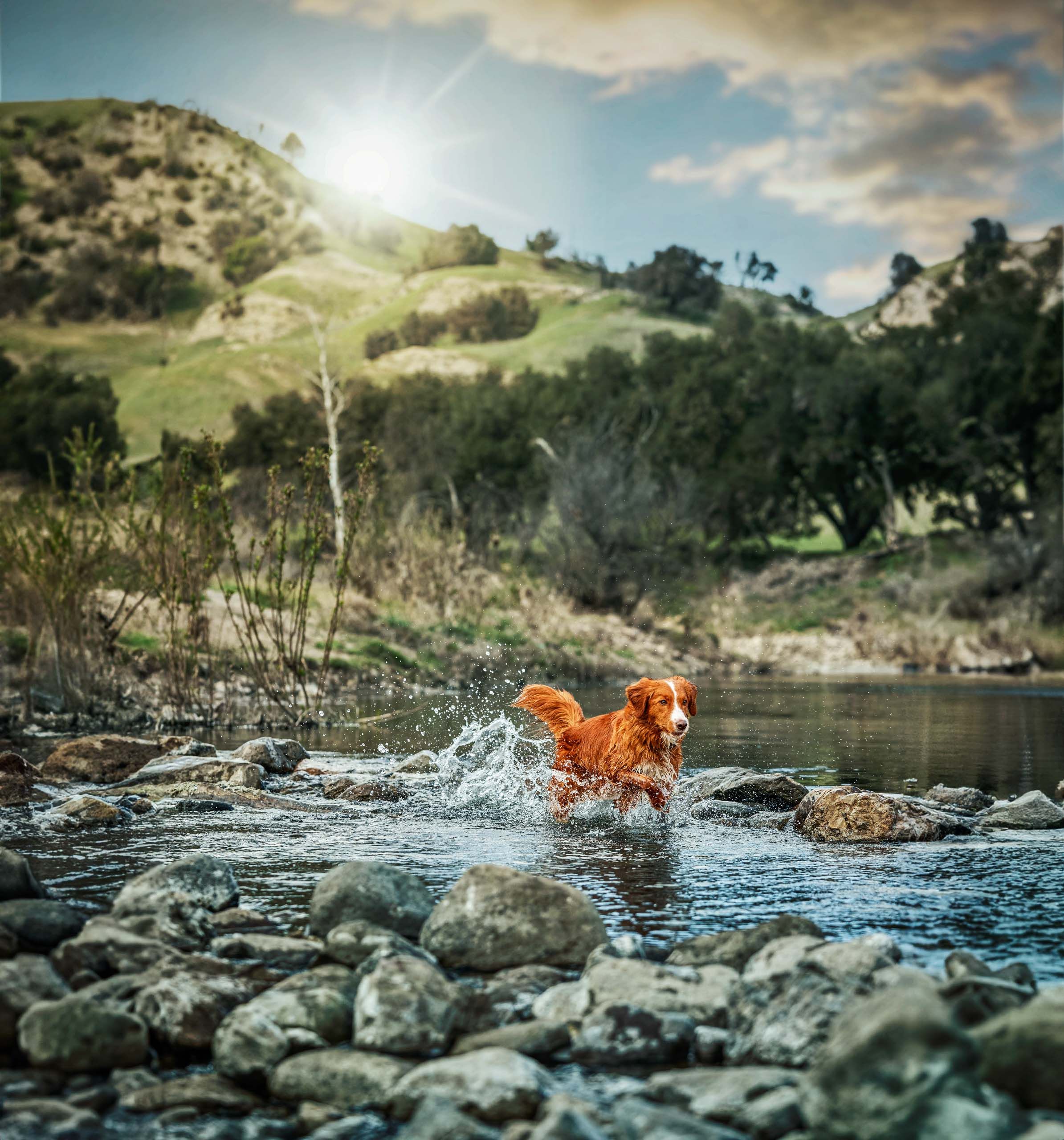 Dog Runs Through Rocky Creek