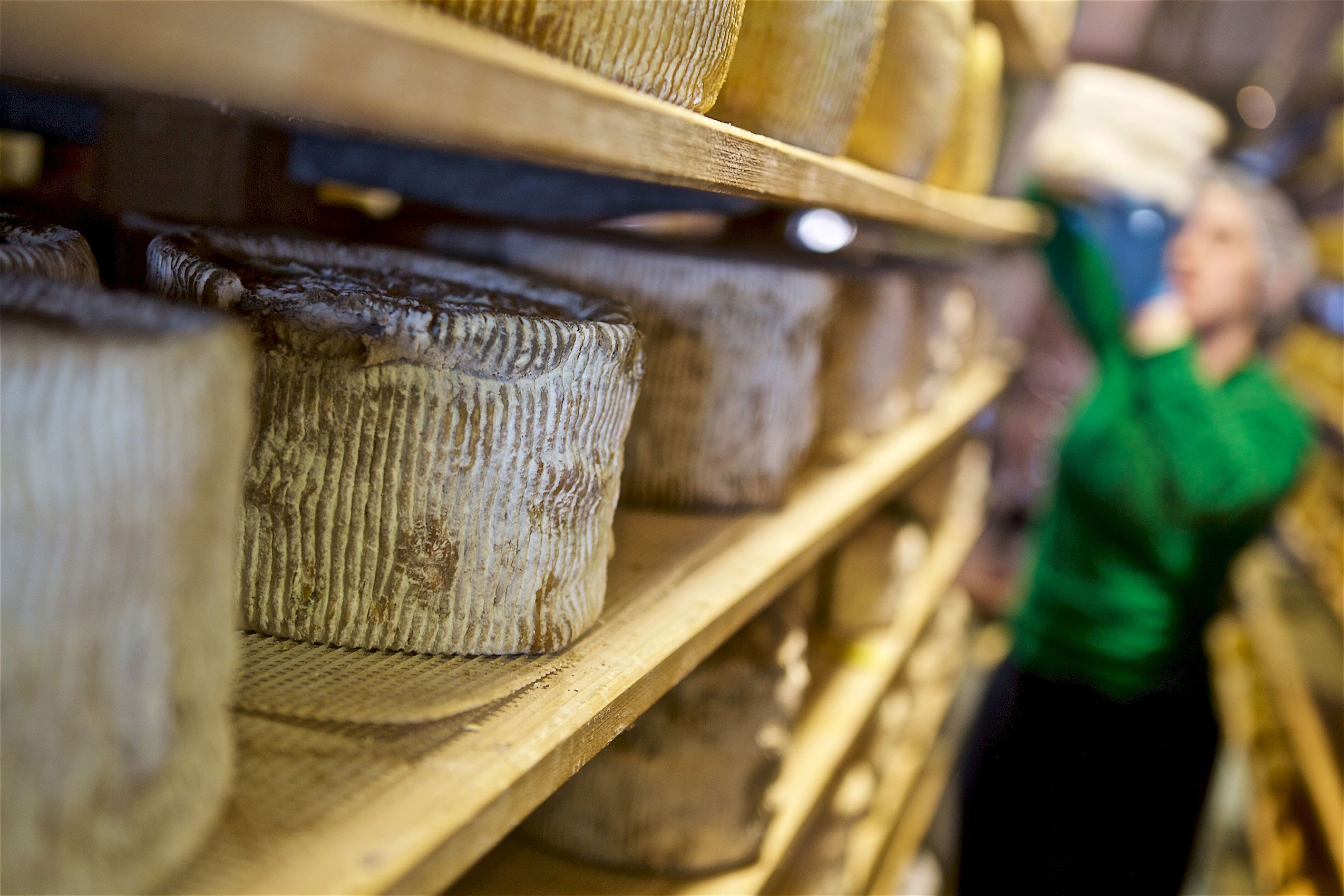 Cheesemaker Stacking Wheels of Cheese