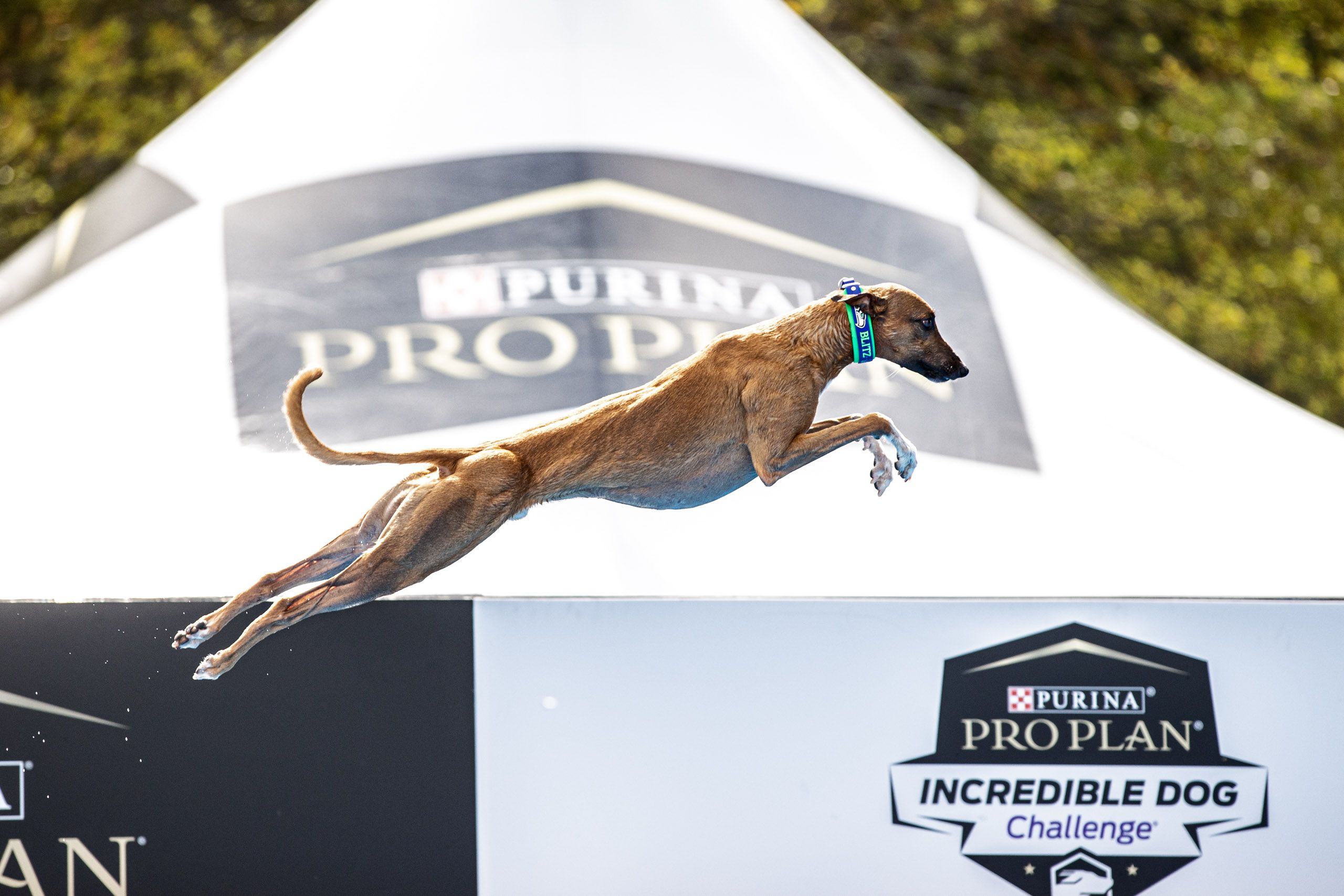 Dog Leaping at Incredible Dog Challenge