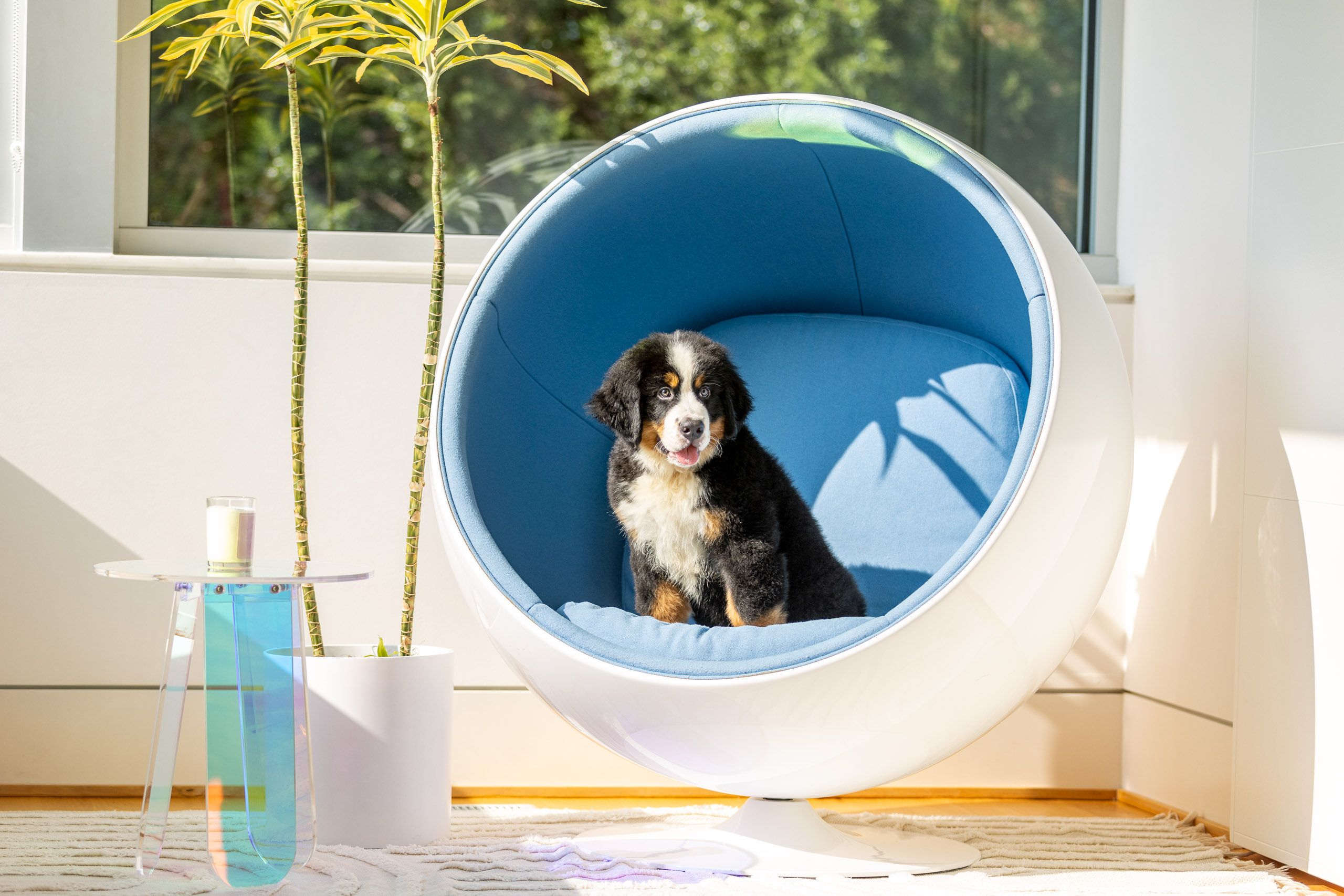 Puppy in Modern Chair