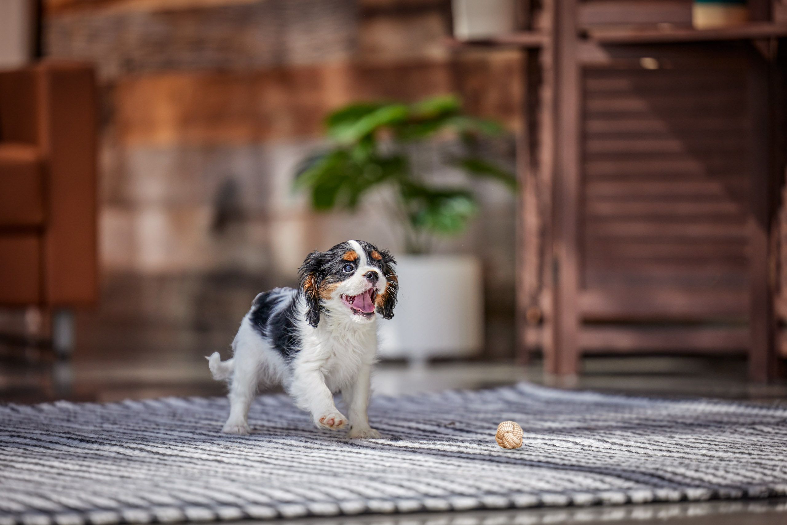 Wet Cocker Spaniel Puppy 