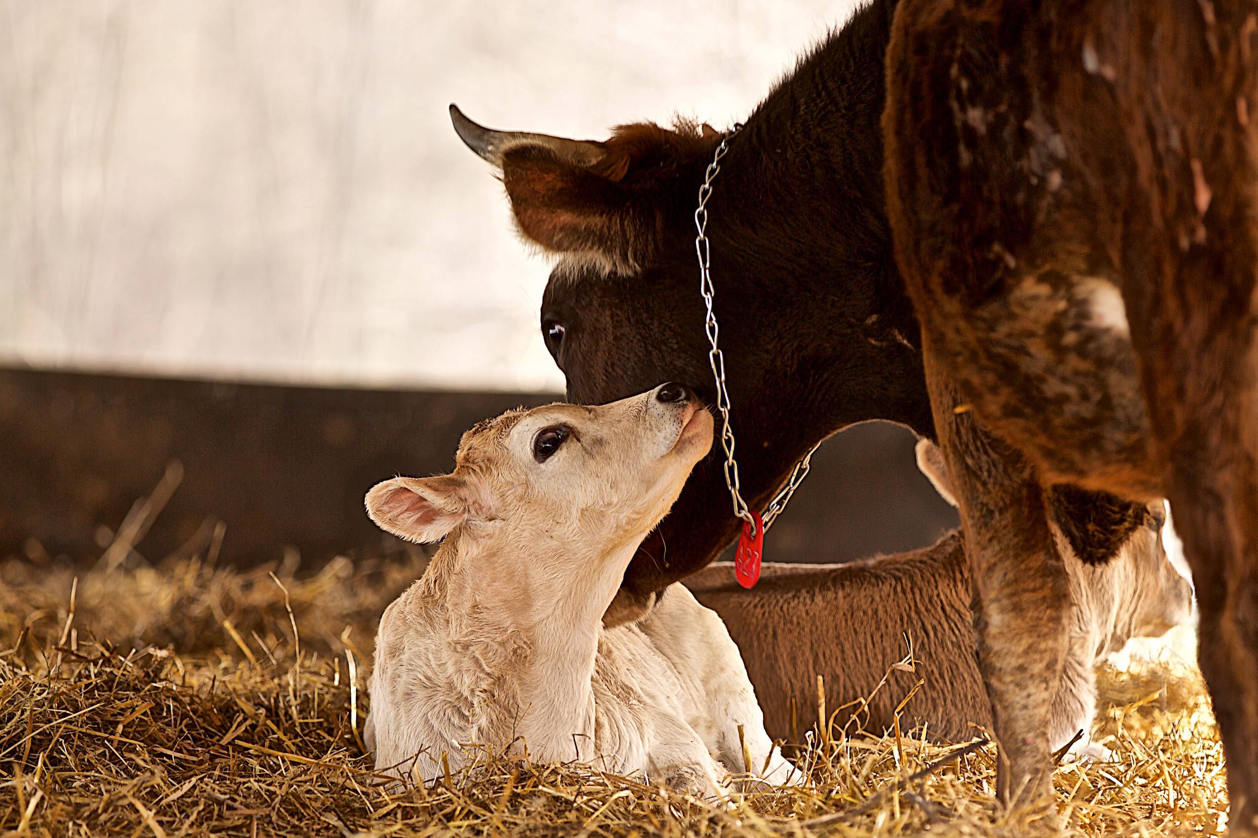 Calf With Mother Cow
