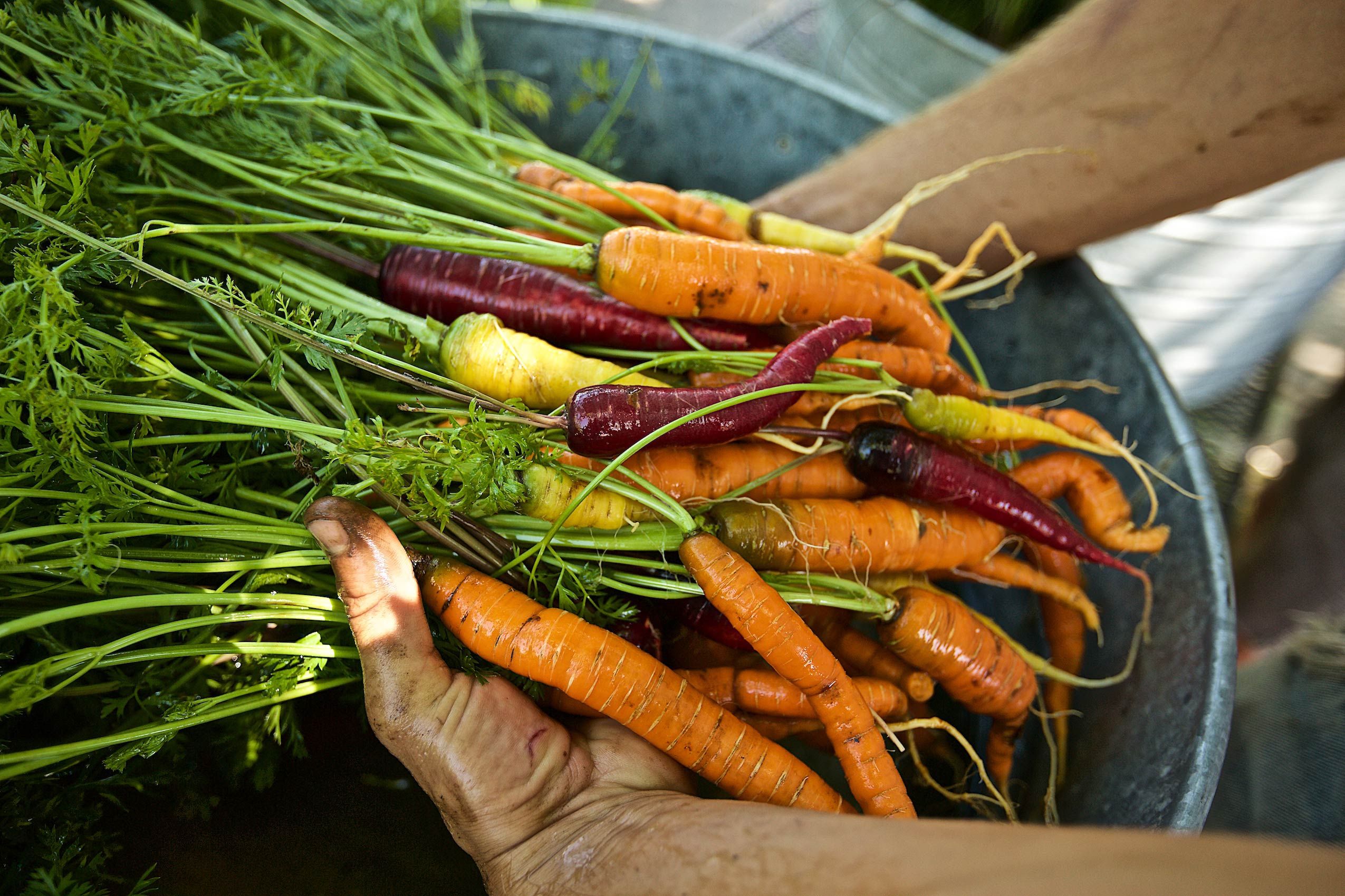 Hands Holding Organic Carrots