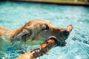 A dog, Labrador Retriever swimming with a stick in it's mouth after fetching it. Lab in the Water