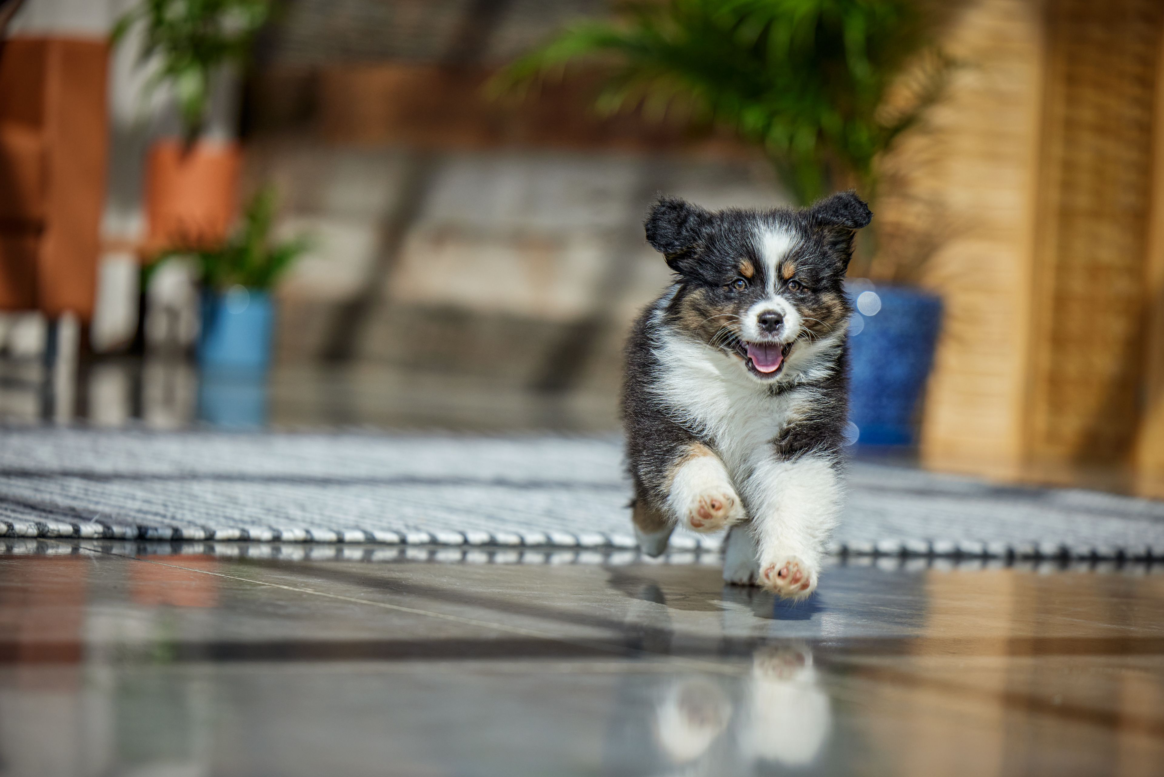 Aussie Puppy Running