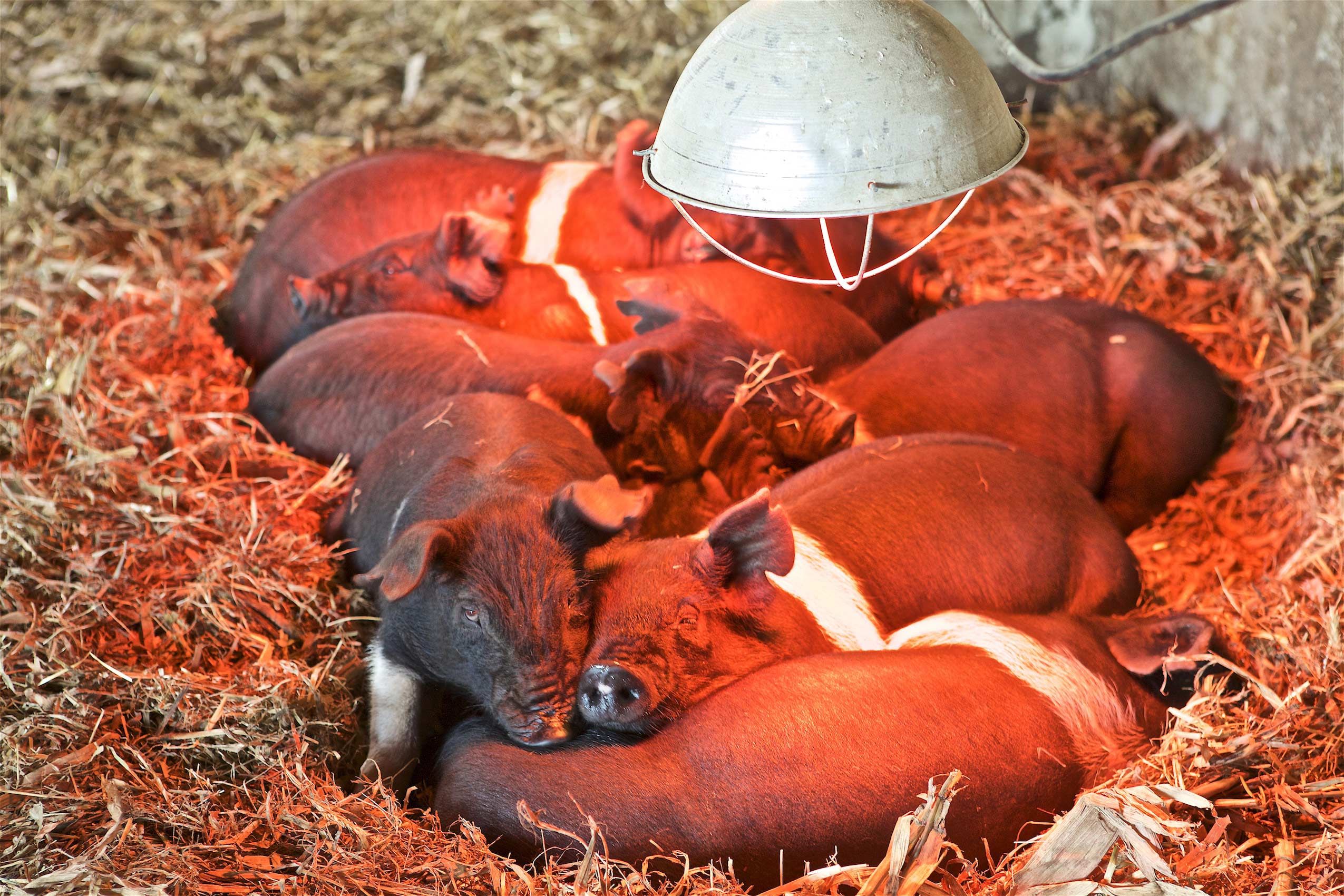 Piglets Under a Heat Lamp