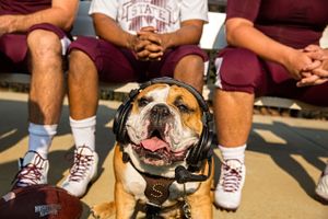 This is Bully at a football game. The official school mascot for the University of Mississippi is an American Kennel Club-registered English bulldog given the inherited title of “Bully.” Bully at a Football Game
