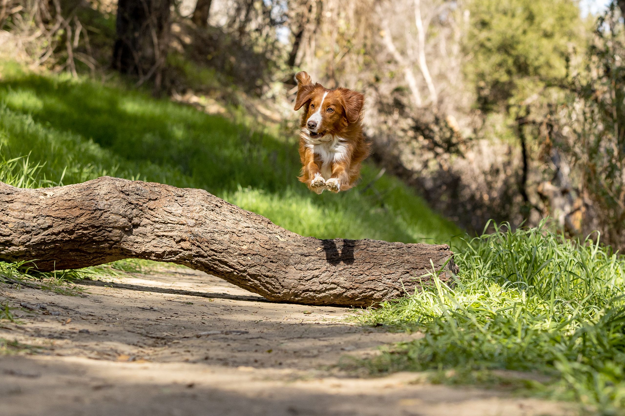 Dog Jumps Over Fallen Tree