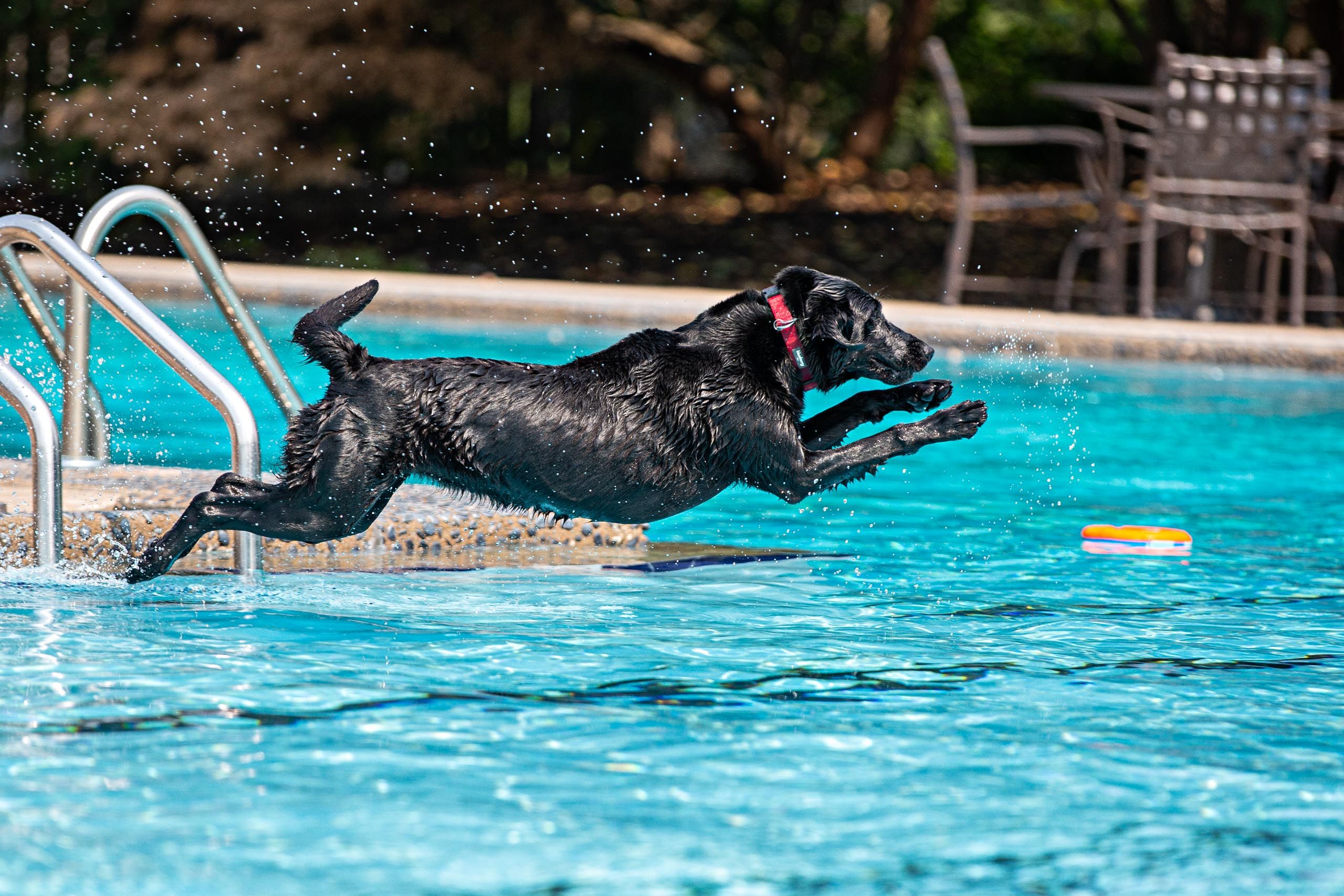 Dog Leaping Into Pool