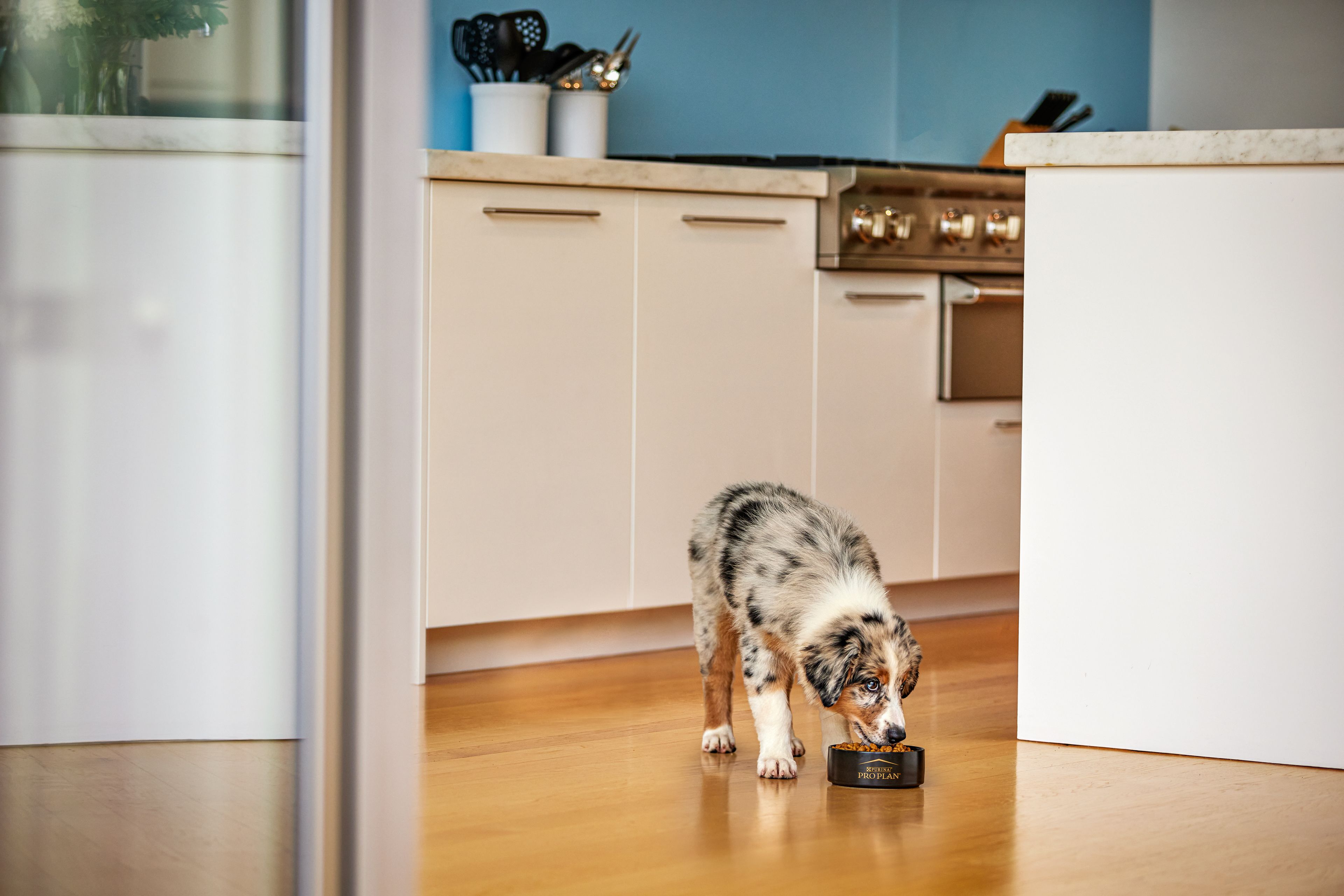 Aussie Puppy Eating