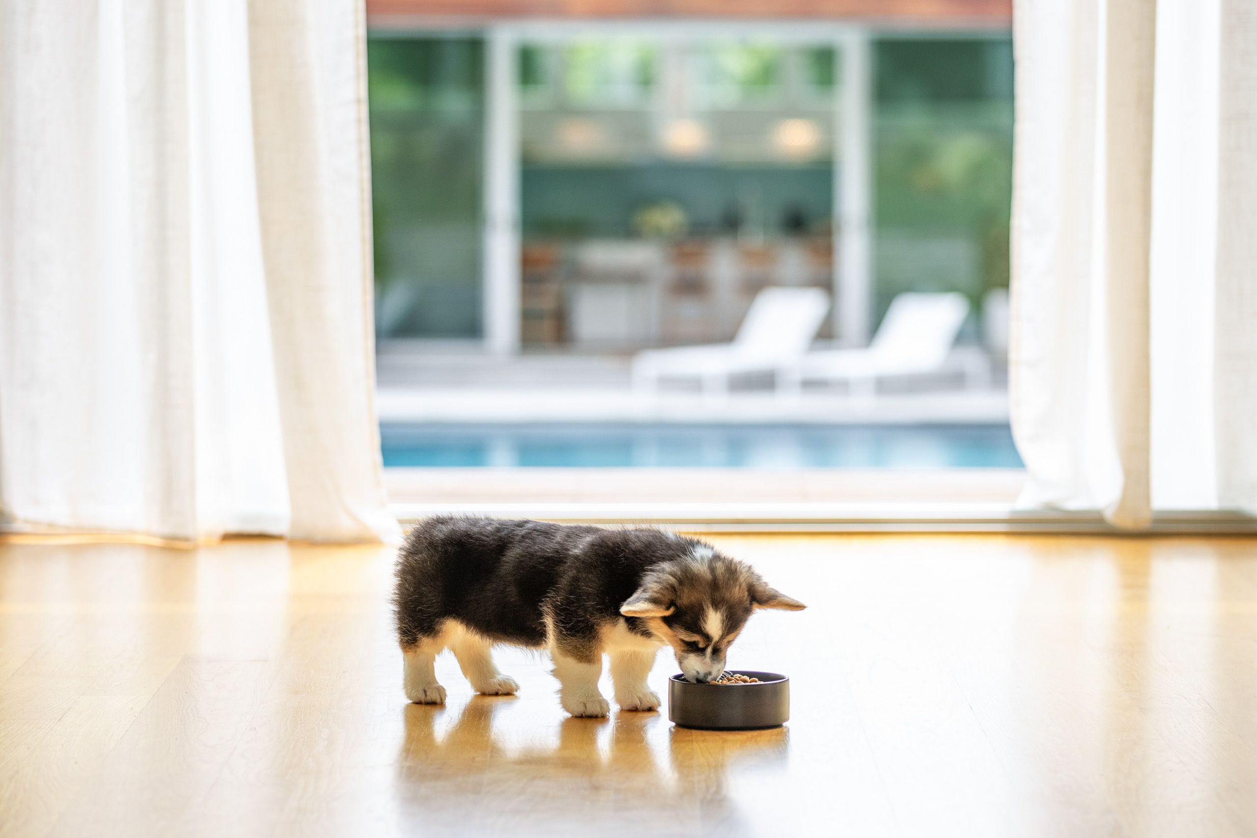 Corgi Puppy Eating