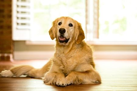 This is the "spokesperson" and face of PawFriction, the anti slip applied to it's paw. Senior and disabled dogs may lose traction and the ability to navigate smooth surfaces like they used to. The Face of PawFriction