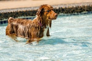 An intense looking wet dog, with blue eyes awaits its next command to fetch an object in the pool. Water Dog