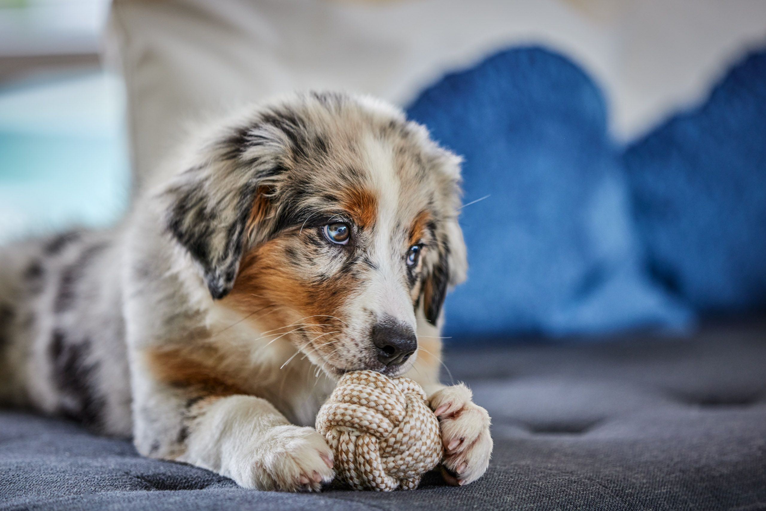 Aussie Puppy Posing