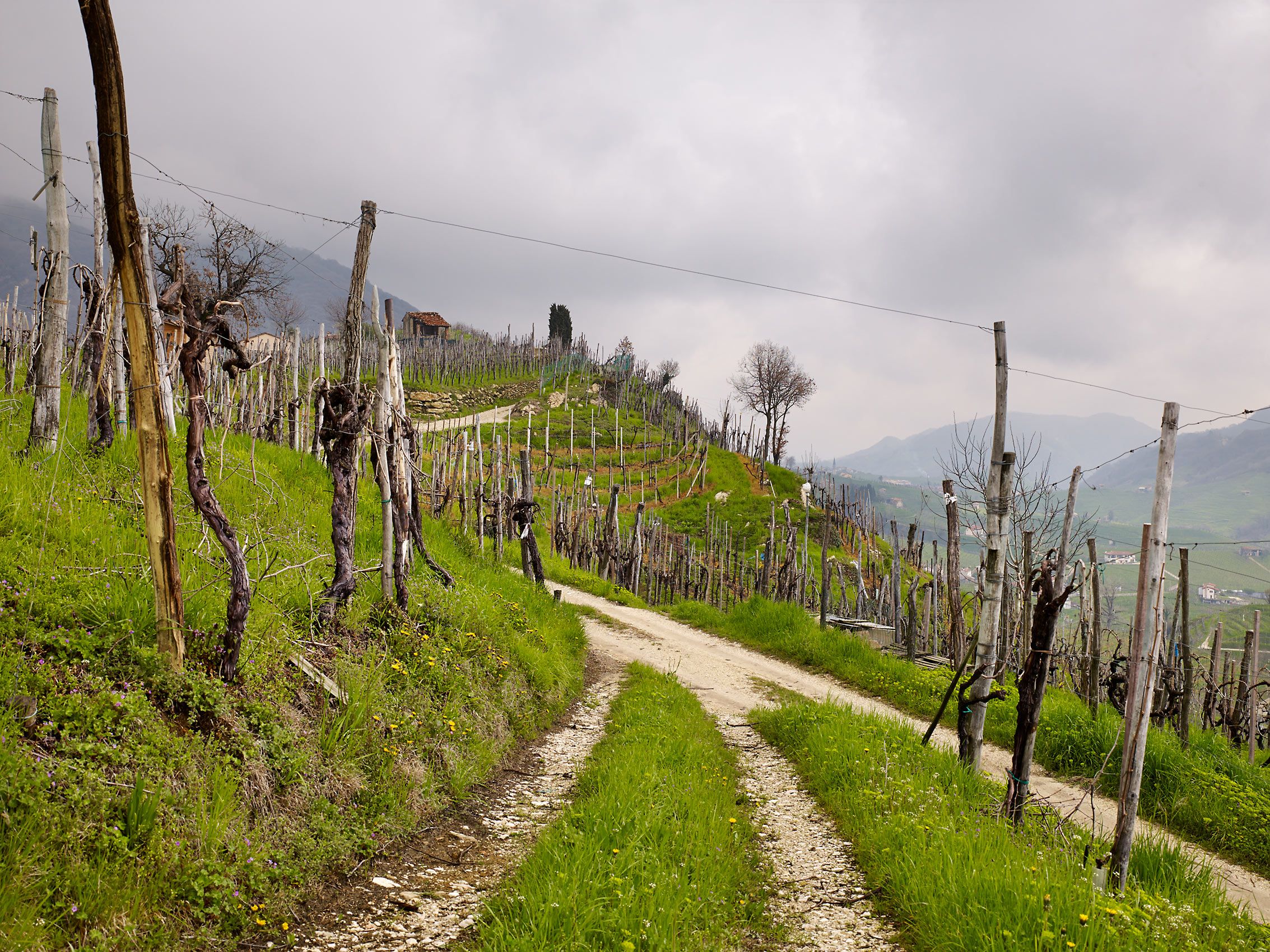 VINEYARDS  .  VALDOBBIADENE