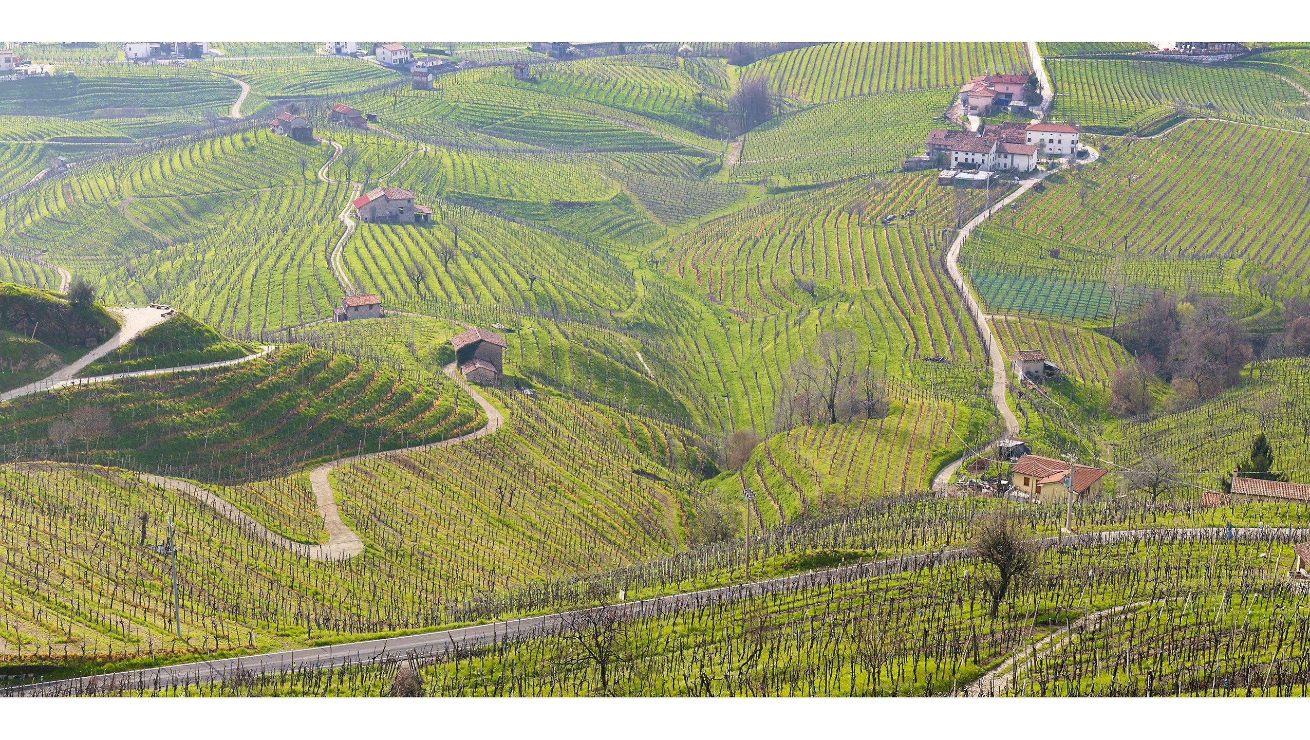 VINEYARDS  .  VALDOBBIADENE